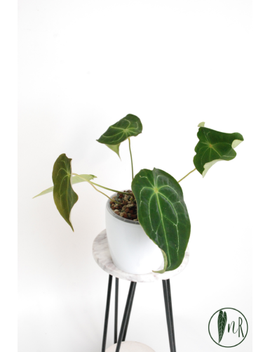 Anthurium magnificum DF x forgetii