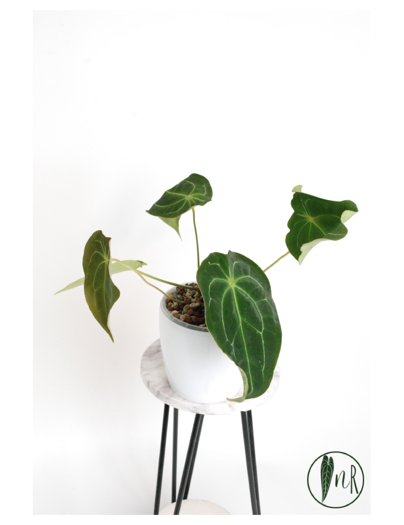 Anthurium magnificum DF x forgetii