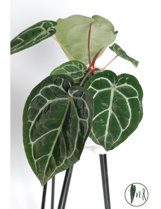 Anthurium (Michelle x Zara)...