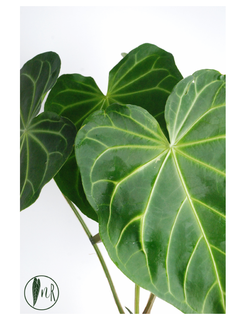 Anthurium magnificum dark form