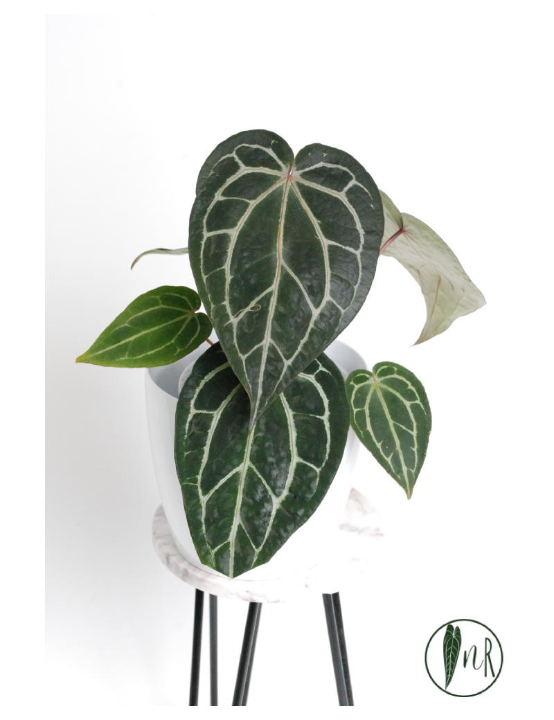 Anthurium Zara x (Michelle x Zara)