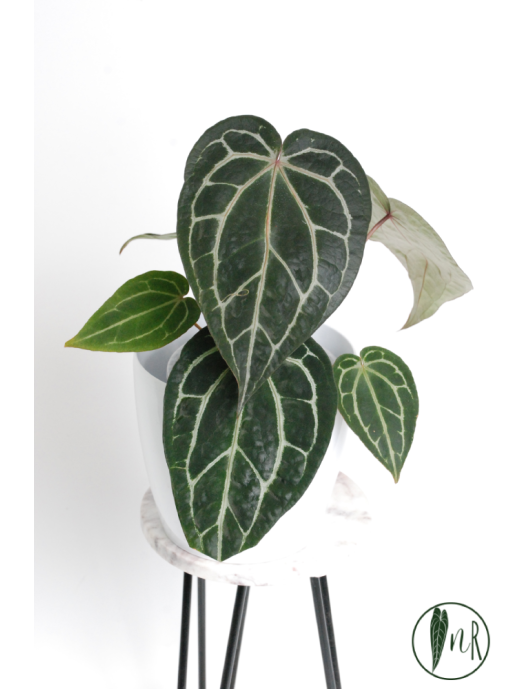 Anthurium Zara x (Michelle...