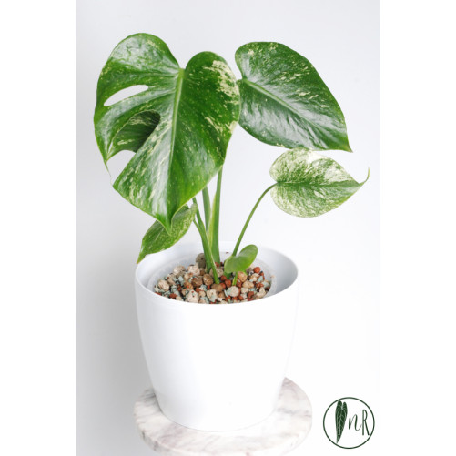 Monstera mint