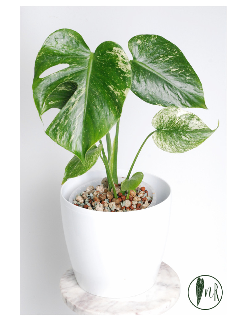 Monstera mint