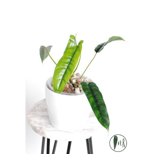 Philodendron felix