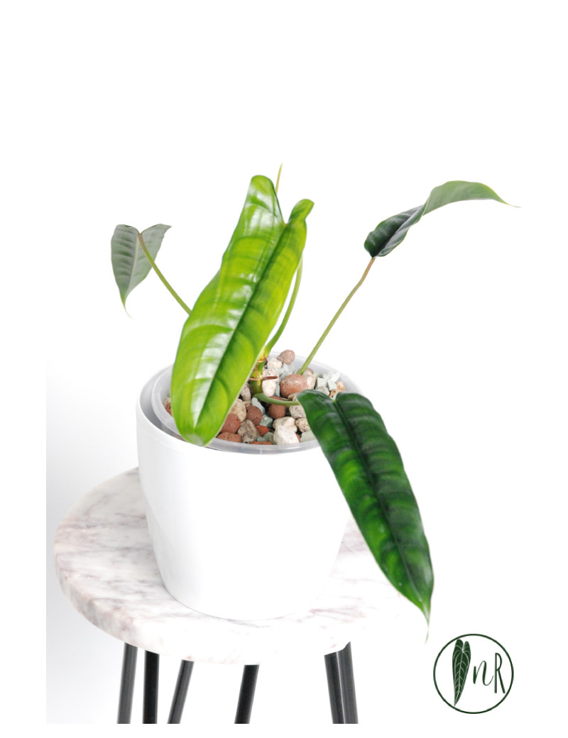 Philodendron felix