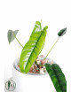 Philodendron felix