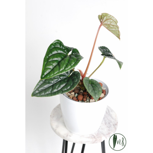 Anthurium luxurians