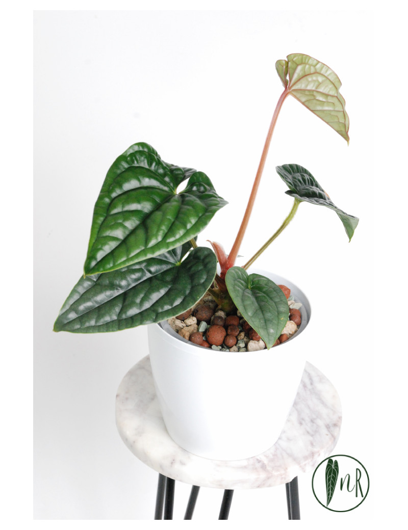 Anthurium luxurians