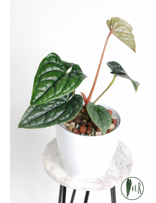 Anthurium luxurians