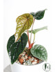 Anthurium luxurians