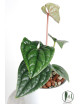 Anthurium luxurians