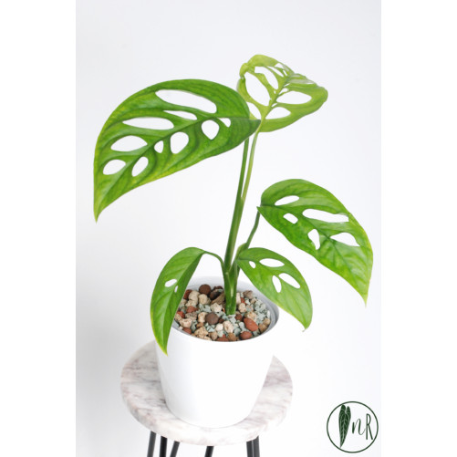 Monstera esqueleto