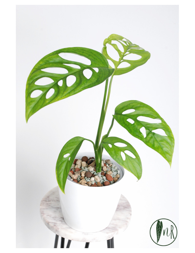 Monstera esqueleto