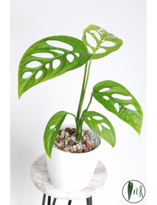 Monstera esqueleto