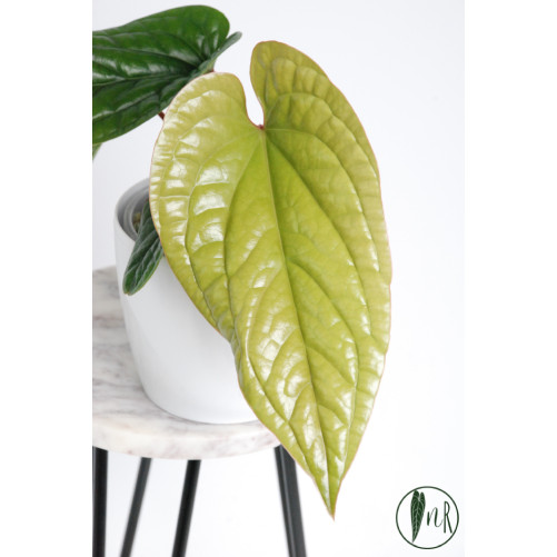 Anthurium radicans x luxurians