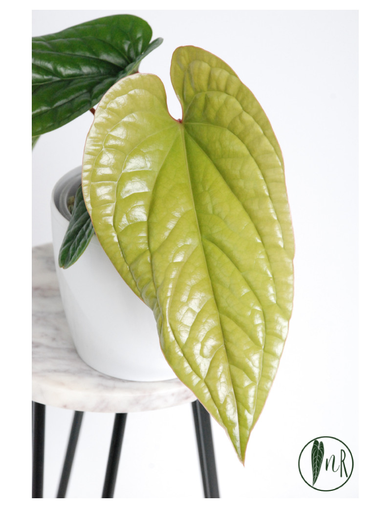 Anthurium radicans x luxurians