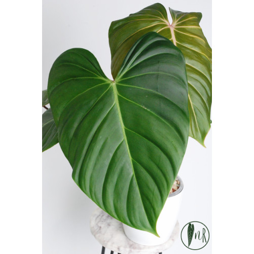 Philodendron Pink Glory