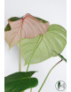 Philodendron Pink Glory