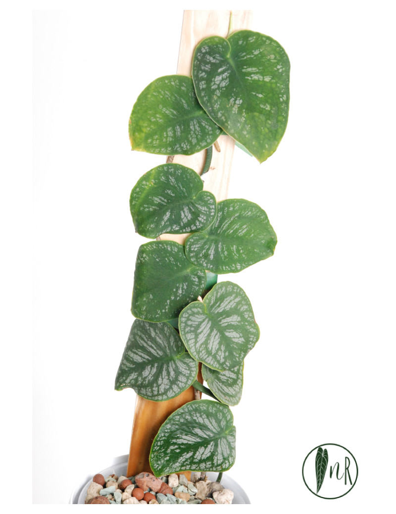 Monstera dubia