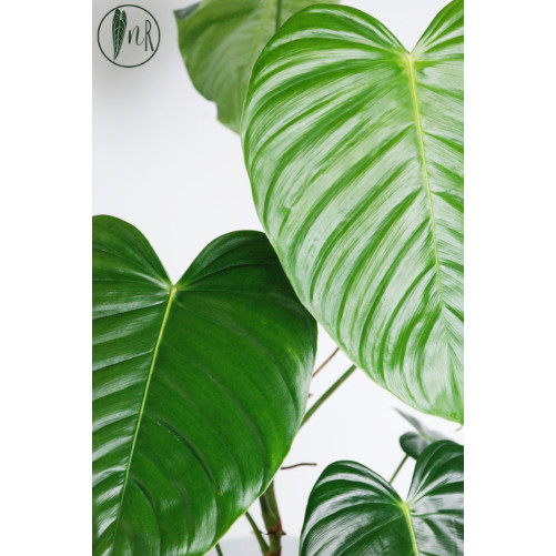 Philodendron grandipes