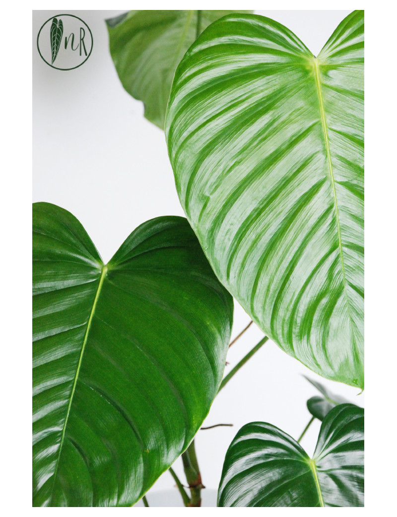 Philodendron grandipes