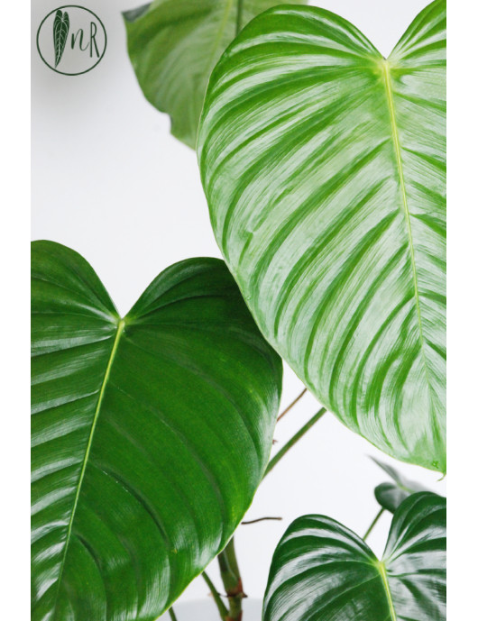 Philodendron grandipes