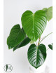 Philodendron grandipes