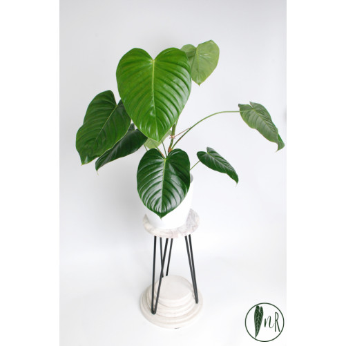 Philodendron grandipes