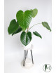 Philodendron grandipes