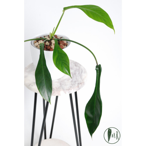 Philodendron joepii