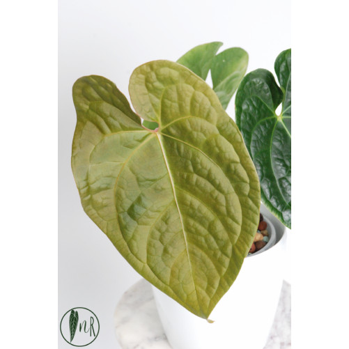 Anthurium luxurians x...