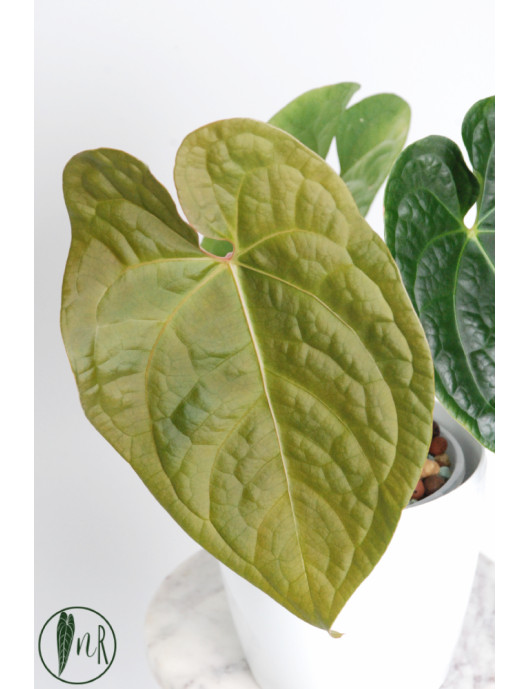 Anthurium luxurians x...