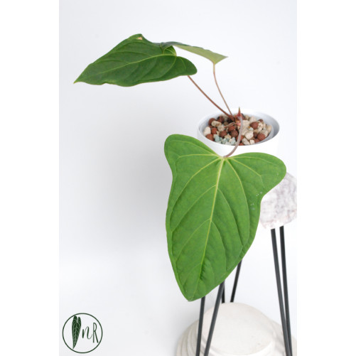 Anthurium moronense x besseae aff (Espiritu de Montana)