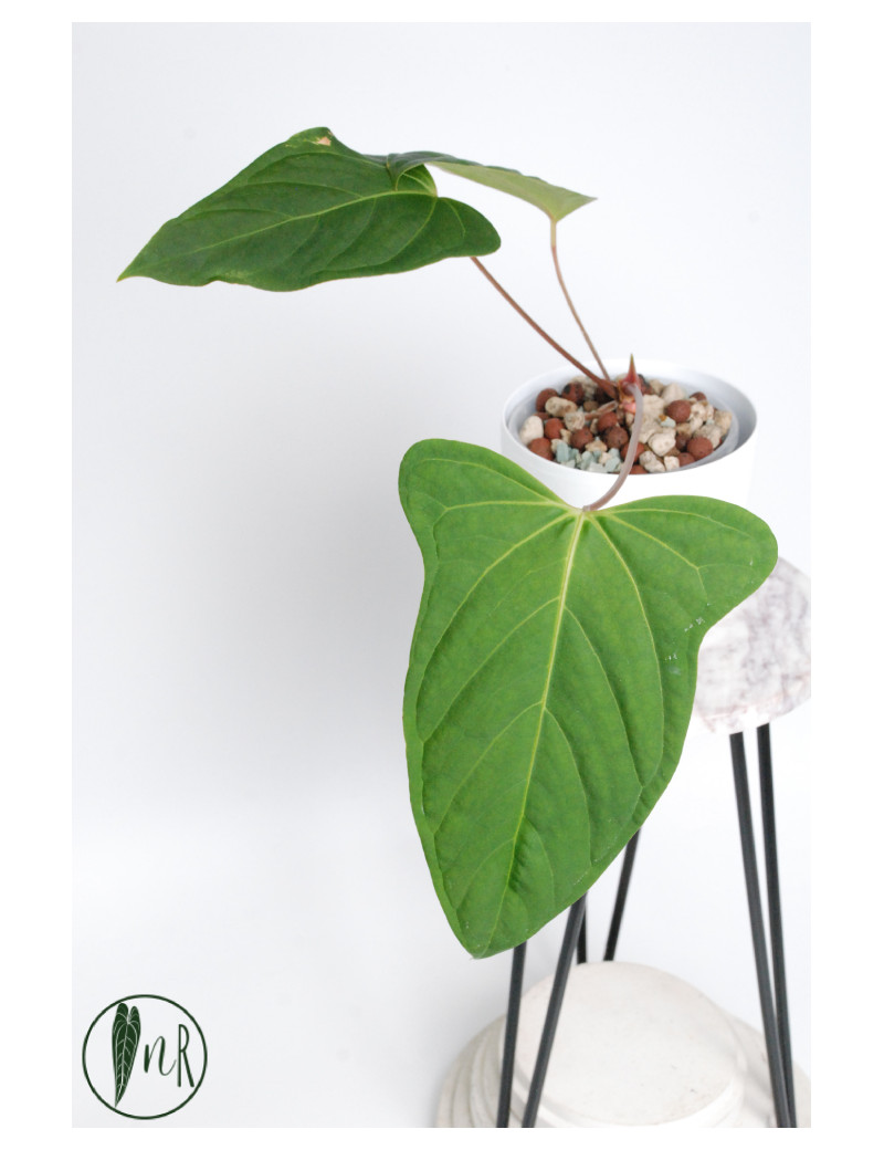 Anthurium moronense x besseae aff (Espiritu de Montana)