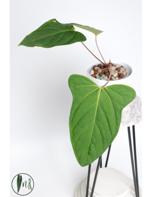 Anthurium moronense x...