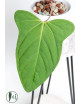 Anthurium moronense x besseae aff (Espiritu de Montana)