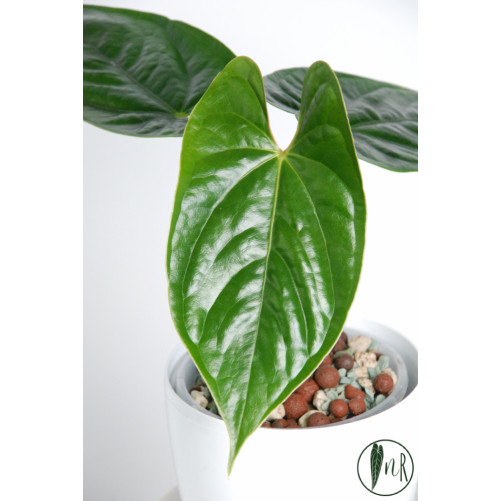 Anthurium nigrolaminum 'Gigi' x luxurians (Luxury Jungle)