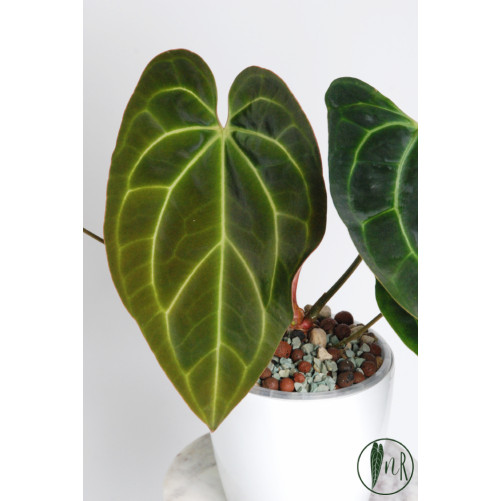 Anthurium crystallinum x besseae aff (Crystal Sky)