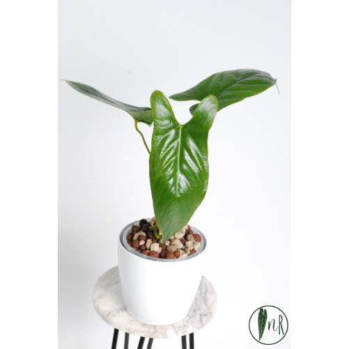 Anthurium nigrolaminum "Gigi'