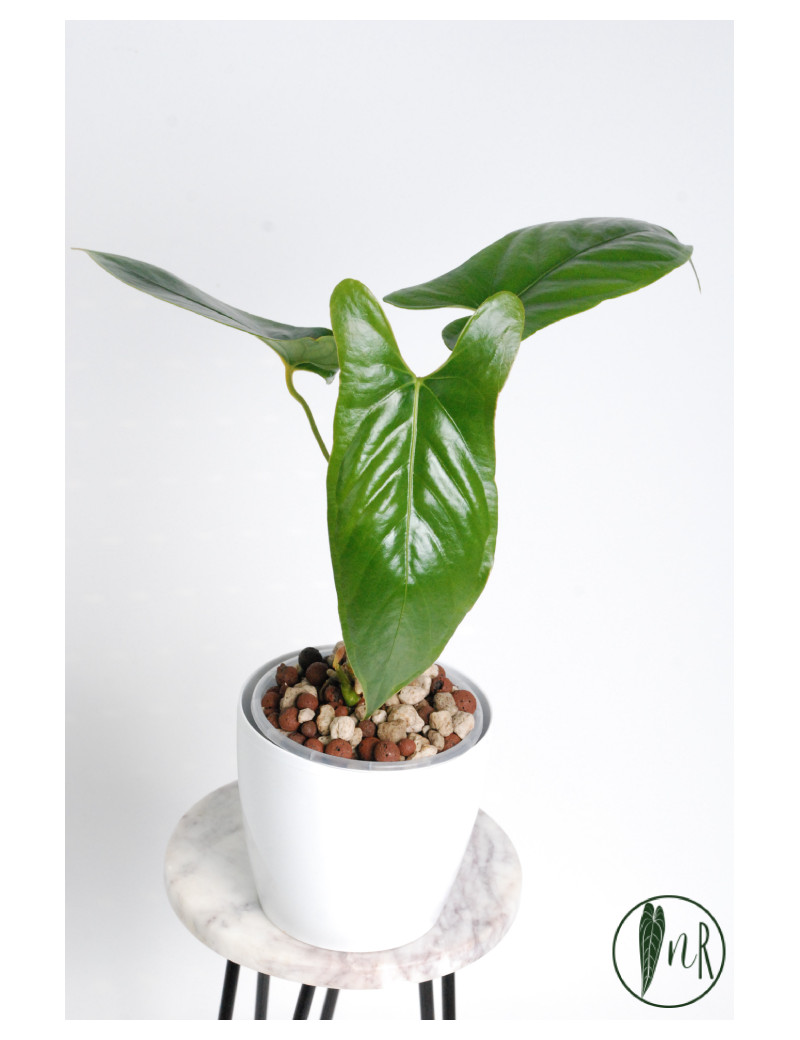 Anthurium nigrolaminum "Gigi'