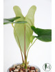 Anthurium nigrolaminum "Gigi'