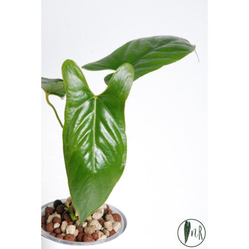 Anthurium nigrolaminum "Gigi'