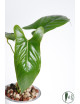 Anthurium nigrolaminum "Gigi'