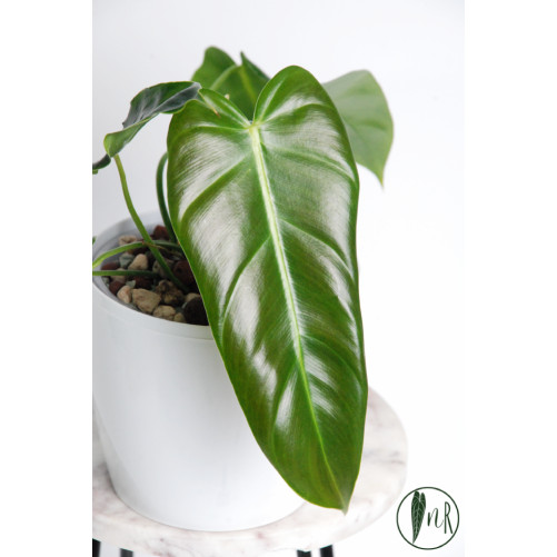 Philodendron esmeralda...