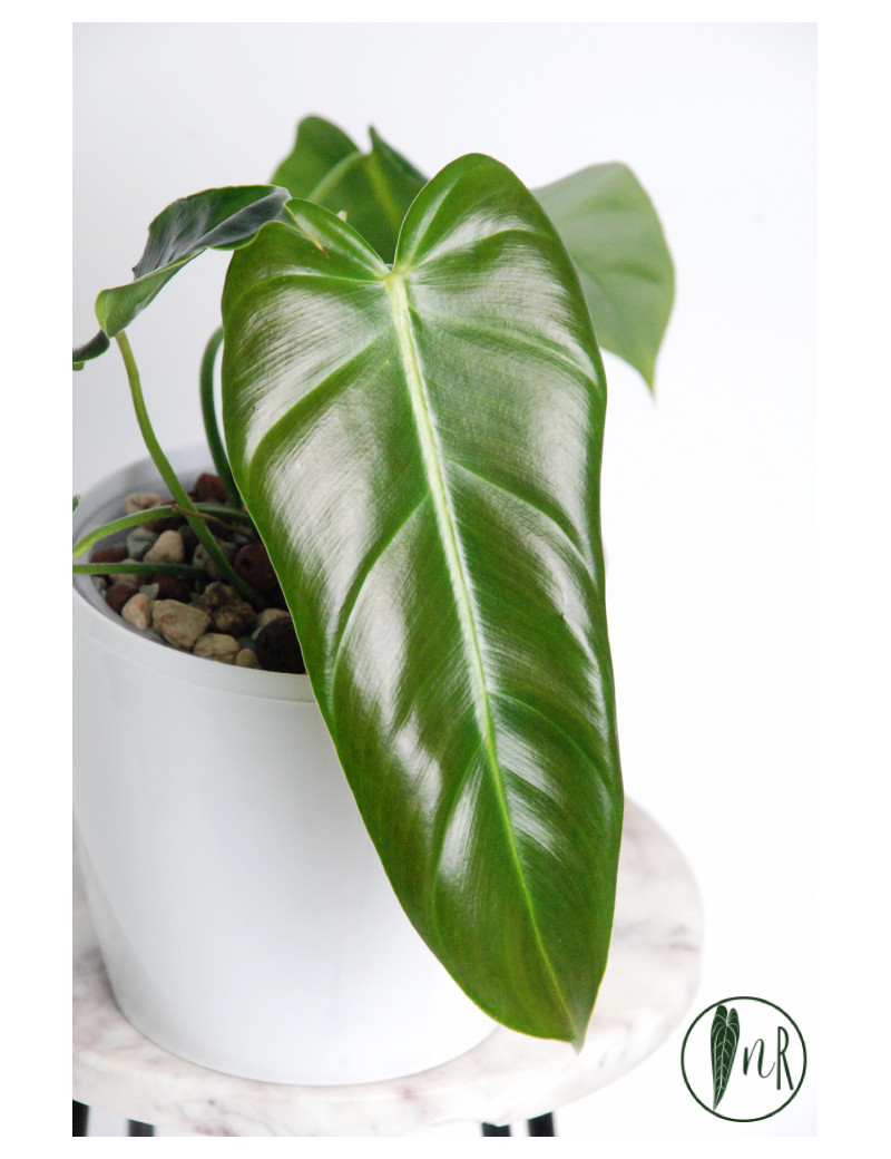 Philodendron esmeralda spirit narrow