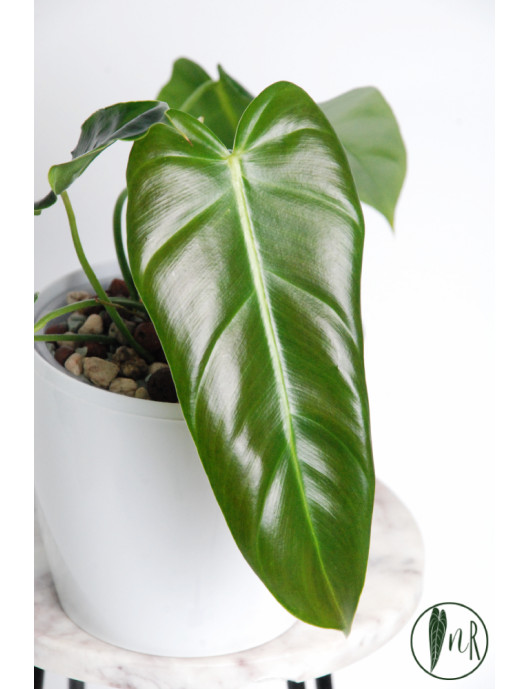 Philodendron esmeralda spirit narrow