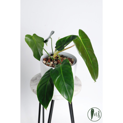 Philodendron esmeralda spirit narrow