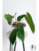 Philodendron esmeralda spirit narrow