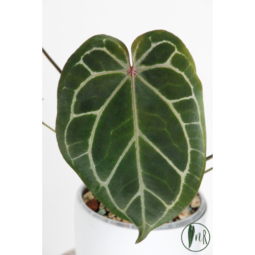 Anthurium (Michelle x Zara)...